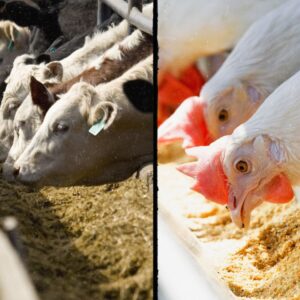 Livestock and poultry feed