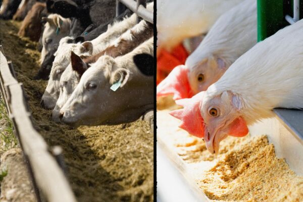 Livestock and poultry feed